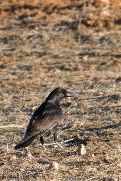 Corvus corax - Die große Krähe ist eine Art Passantenvogel aus der Familie der Corvidae. — Stockfoto