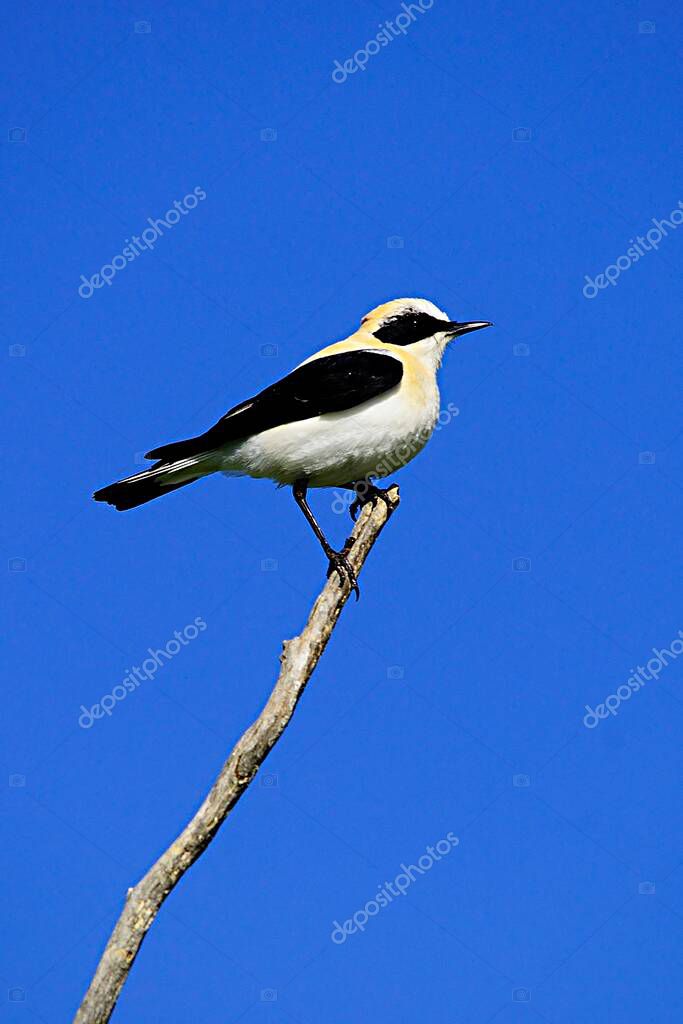 Enanthe hispanica La collalba rubia, es una especie de ave
