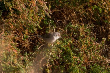 Sylvia melanocephala - Siyah başlı ötleğen, Sylviidae familyasından bir kuş türü..