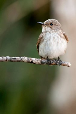 Sylvia melanocephala - Siyah başlı ötleğen, Sylviidae familyasından bir kuş türü..