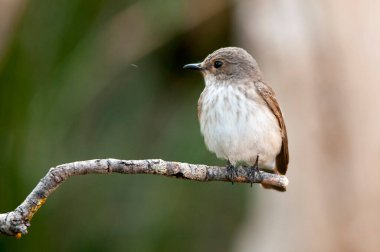 Sylvia melanocephala - Siyah başlı ötleğen, Sylviidae familyasından bir kuş türü..