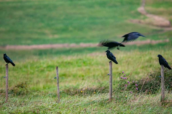 Corvus corax -大きなカラスは、 Corvidaeファミリーのパッセリン鳥の一種です。. — ストック写真