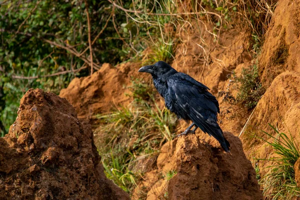 Corvus corax -大きなカラスは、 Corvidaeファミリーのパッセリン鳥の一種です。. — ストック写真