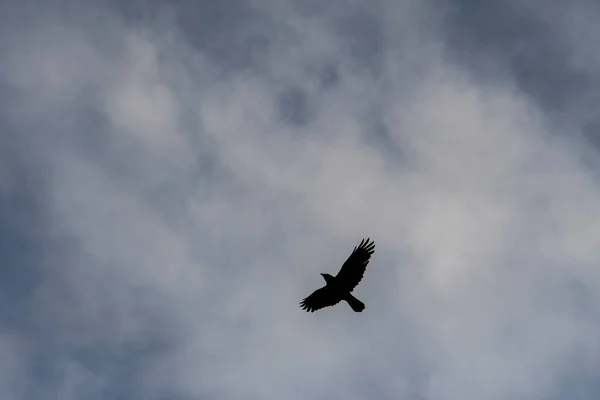 Corvus corax Il grande corvo, è una specie di uccello passeriforme della famiglia Corvidae. — Foto Stock