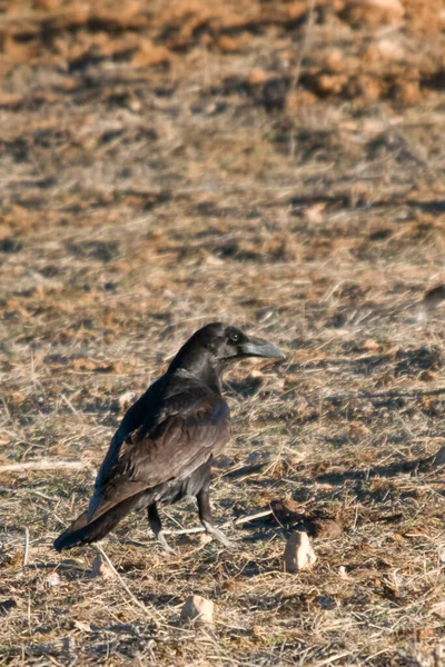 Corvus corax is een zangvogel uit de familie Corvidae (kraaien).. — Stockfoto