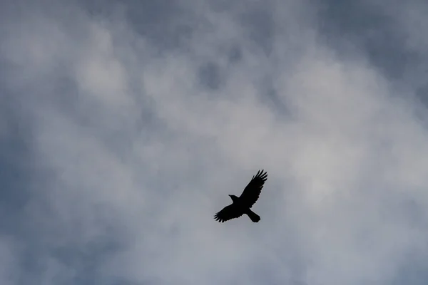 Corvus corax - A nagy varjú, a Corvidae családba tartozó passerine madárfaj. — Stock Fotó