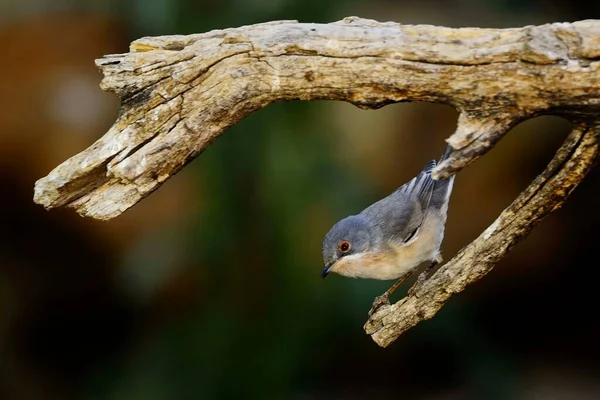 Sylvia melanocephala - La Paruline à tête noire est une espèce d'oiseau de la famille des Sylviidae.. — Photo