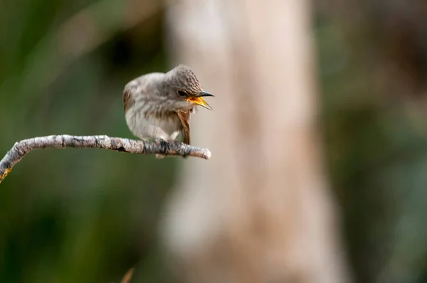 Sylvia melanocephala is een zangvogel uit de familie Sylviidae (tangaren).. — Stockfoto