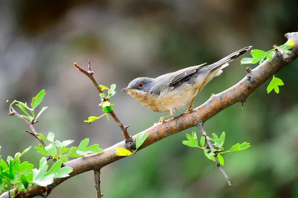 Sylvia melanocephala es una especie de ave paseriforme de la familia Sylviidae.. — Foto de Stock