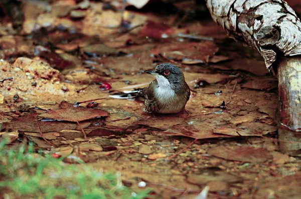 Sylvia melanocephala is een zangvogel uit de familie Sylviidae (tangaren).. — Stockfoto