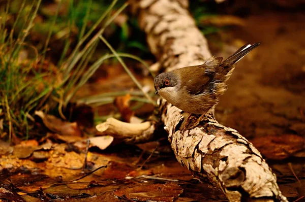 실비아 멜라닌팔라 (Sylvia melanocephala) - 검은 머리 워 블러 ( 영어 : black-head warbler) 는 실비 과에 속하는 바닷새의 일종이다.. — 스톡 사진
