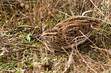 Coturnix coturnix, Phasianidae familyasından bir kuş türü.