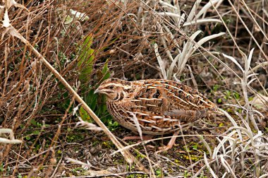 Coturnix coturnix, Phasianidae familyasından bir kuş türü.