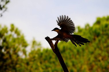 Cyanopica siyanüsü - Uzun kuyruklu kuş türü - Corvidae.