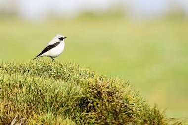 Oenanthe oenanthe - Wheatear, Muscicapidae familyasından bir kuş türü..