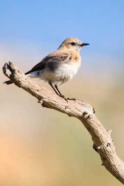 Oenanthe oenanthe - Wheatear, Muscicapidae familyasından bir kuş türü..