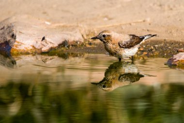 Oenanthe oenanthe - Wheatear, Muscicapidae familyasından bir kuş türü..