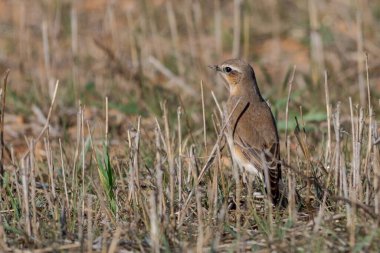 Oenanthe oenanthe - Wheatear, Muscicapidae familyasından bir kuş türü..