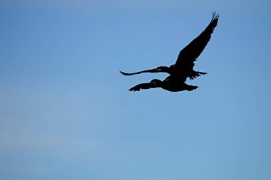 Phalacrocorax carbo, karabatakgiller (Phalacrocoracidae) familyasından bir karabatak türü..