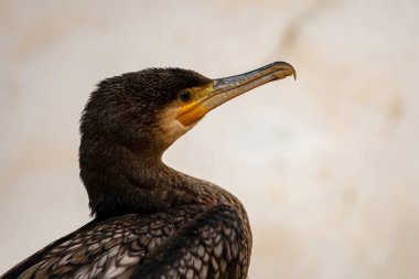 Phalacrocorax carbo, karabatakgiller (Phalacrocoracidae) familyasından bir karabatak türü..
