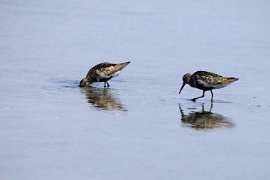 Calidris canutus - Büyük Sandpiper, Scolopacidae familyasından bir kuş türü..