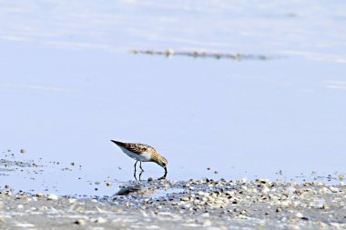 Calidris canutus - Büyük Sandpiper, Scolopacidae familyasından bir kuş türü..