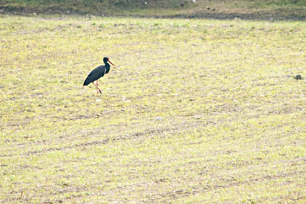치코니아니크라 - 검은 황새는 치코니 과 (科) 에 사는 새의 일종이다. — 스톡 사진