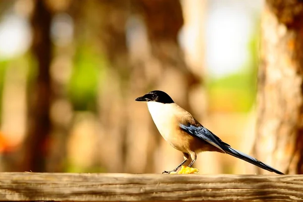 Cyanopica cyanus - Der Langschwanzvogel ist eine Art Passantenvogel - Corvidae. — Stockfoto