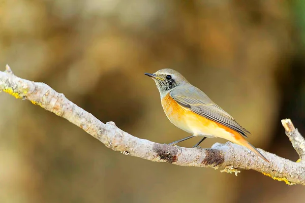 Phoenicurus phoenicurus é uma espécie de ave da família Muscicapidae.. — Fotografia de Stock