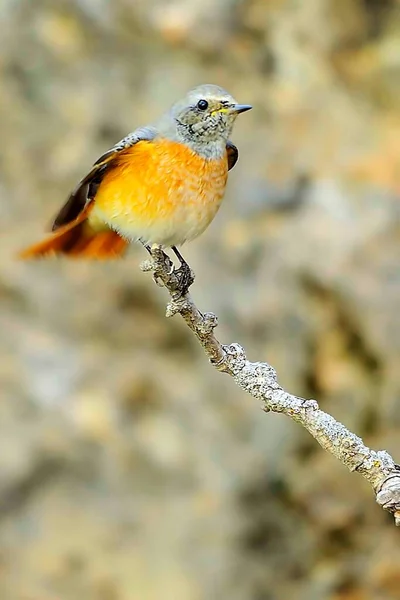 Phoenicurus phoenicurus é uma espécie de ave da família Muscicapidae.. — Fotografia de Stock