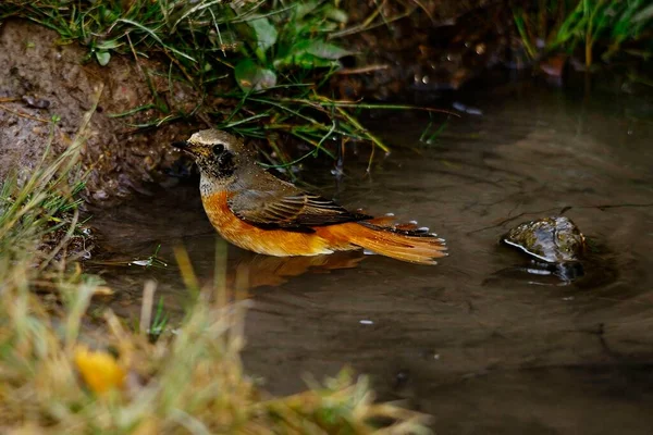 Phoenicurus phoenicurus est une espèce d'oiseaux de la famille des Muscicapidae.. — Photo