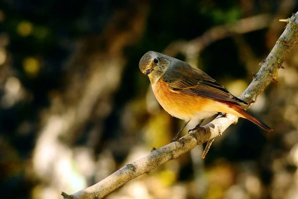 Phoenicurus phoenicurus - The redstart is a species of passerine bird in the Muscicapidae family. — Stock Photo, Image