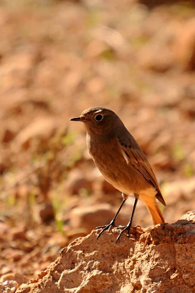 Fenicurus phoenicurus - Rudzielec to gatunek ptaka z rodziny muskawkowatych.. — Zdjęcie stockowe