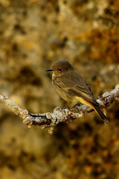 Phoenicurus phoenicurus - "Redstart" Muscicapidae familyasından bir kuş türü.. — Stok fotoğraf
