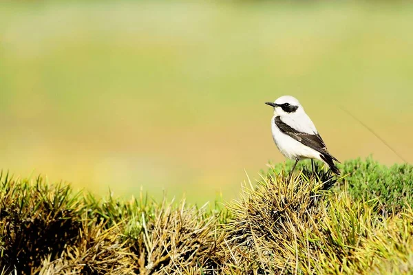 Oenanthe oenanthe - Wheatear, Muscicapidae familyasından bir kuş türü..