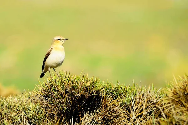 Oenanthe oenanthe - A búzafül a Muscicapidae családba tartozó, járóképes madárfaj. — Stock Fotó