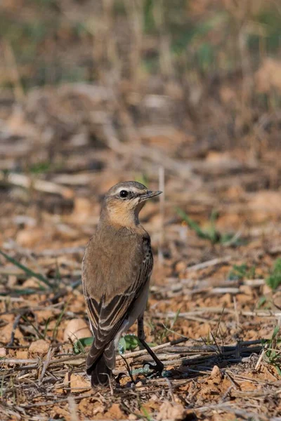 Oenanthe oenanthe é uma espécie de ave da família Muscicapidae.. — Fotografia de Stock