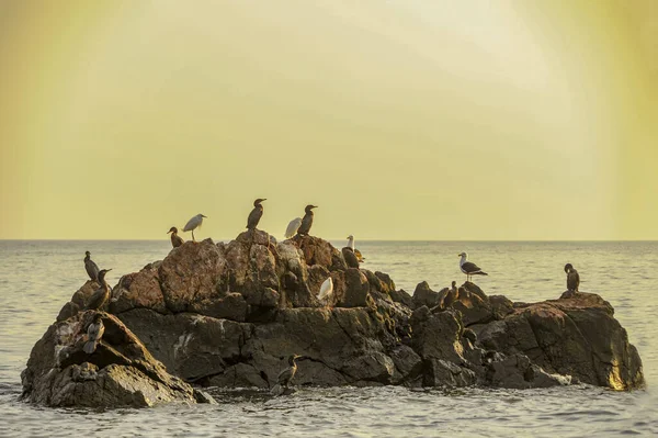 Phalacrocorax carbo, karabatakgiller (Phalacrocoracidae) familyasından bir karabatak türü..