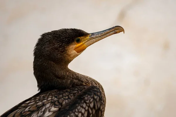 Phalacrocorax carbo - El gran cormorán es una especie de ave suliforme en la familia Phalacrocoracidae.. — Foto de Stock