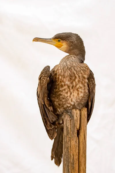 Phalacrocorax carbo - The great cormorant 는 Phalacrocoracidae 과에 속하는 초형 조류의 일종이다.. — 스톡 사진