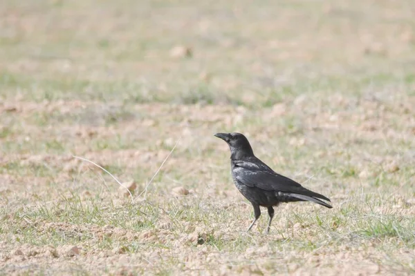 Corvus corone - Le corbeau noir est une espèce de passereau de la famille des Corvidae.. — Photo