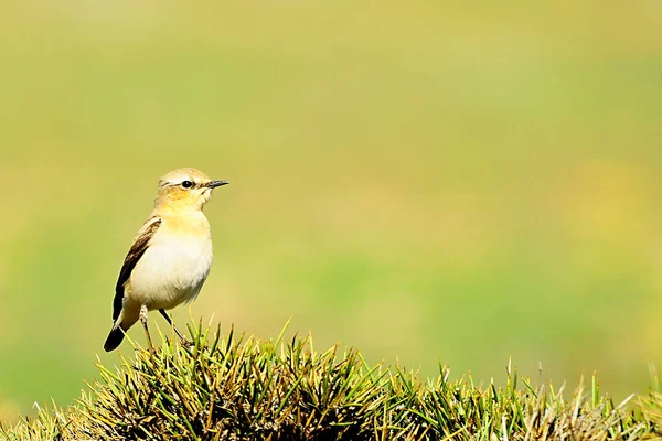 Oenanthe oenanthe - Wheatear is a species of passerine bird in the Muscicapidae family. Royalty Free Stock Photos