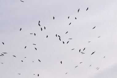 Ciconia ciconia - Beyaz leylek, Ciconiidae familyasından bir kuş türü..
