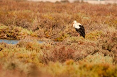 Ciconia ciconia - Beyaz leylek, Ciconiidae familyasından bir kuş türü..