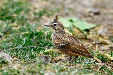 Galerida theklae - Montesina cogujada, Alaudidae familyasından bir kuş türü.