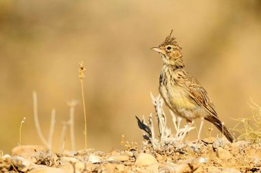Galerida theklae - Montesina cogujada, Alaudidae familyasından bir kuş türü.