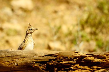 Galerida theklae - Montesina cogujada, Alaudidae familyasından bir kuş türü.