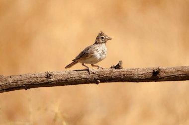 Galerida theklae - Montesina cogujada, Alaudidae familyasından bir kuş türü.