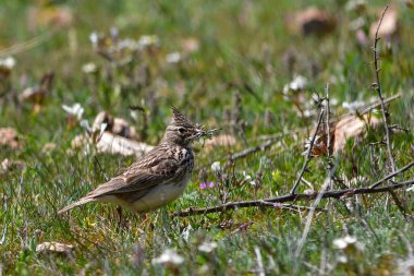 Galerida theklae - Montesina cogujada, Alaudidae familyasından bir kuş türü.