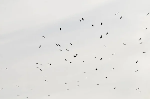 Ciconia ciconia é uma espécie de ave da família Ciconiidae.. — Fotografia de Stock